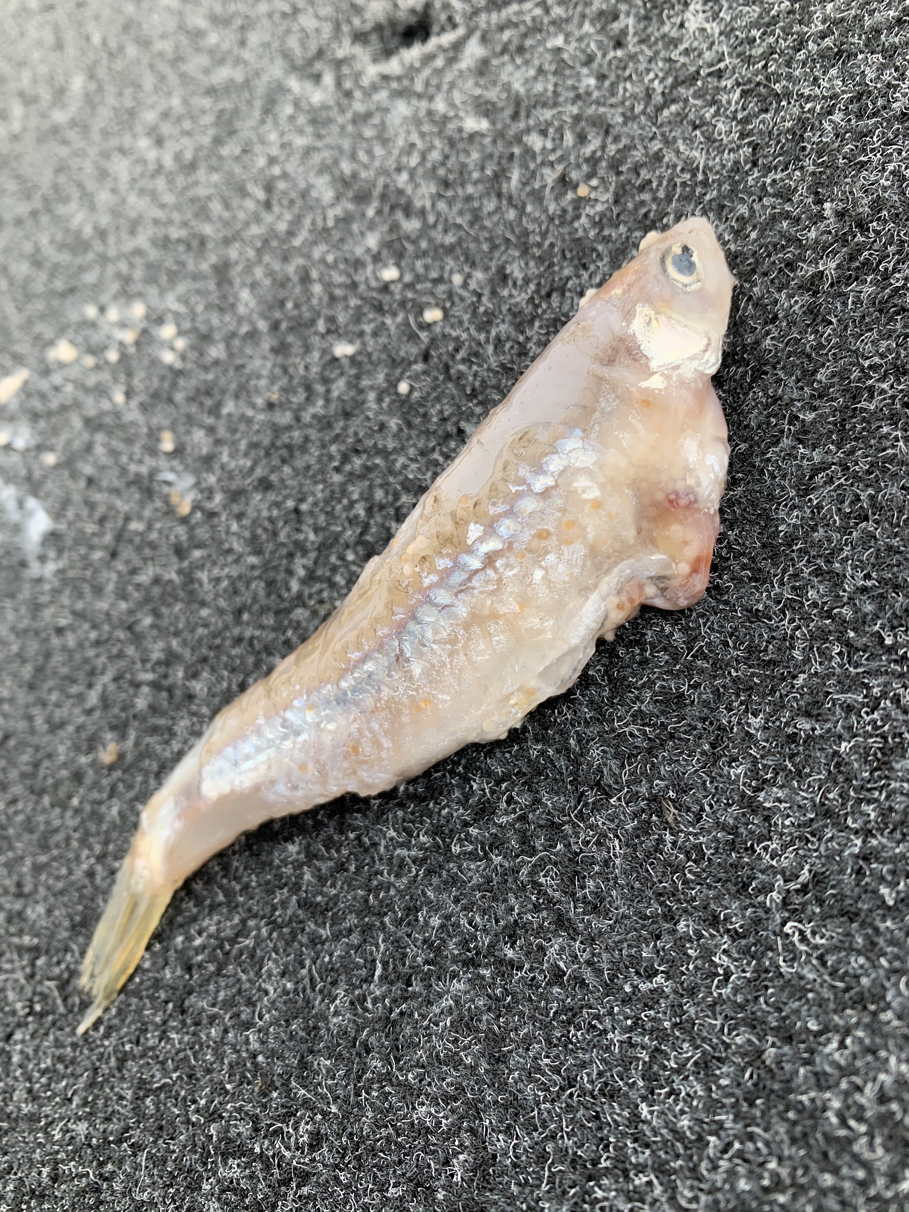 FFB850EF-0292-4BAB-92E8-31DA2BD46970