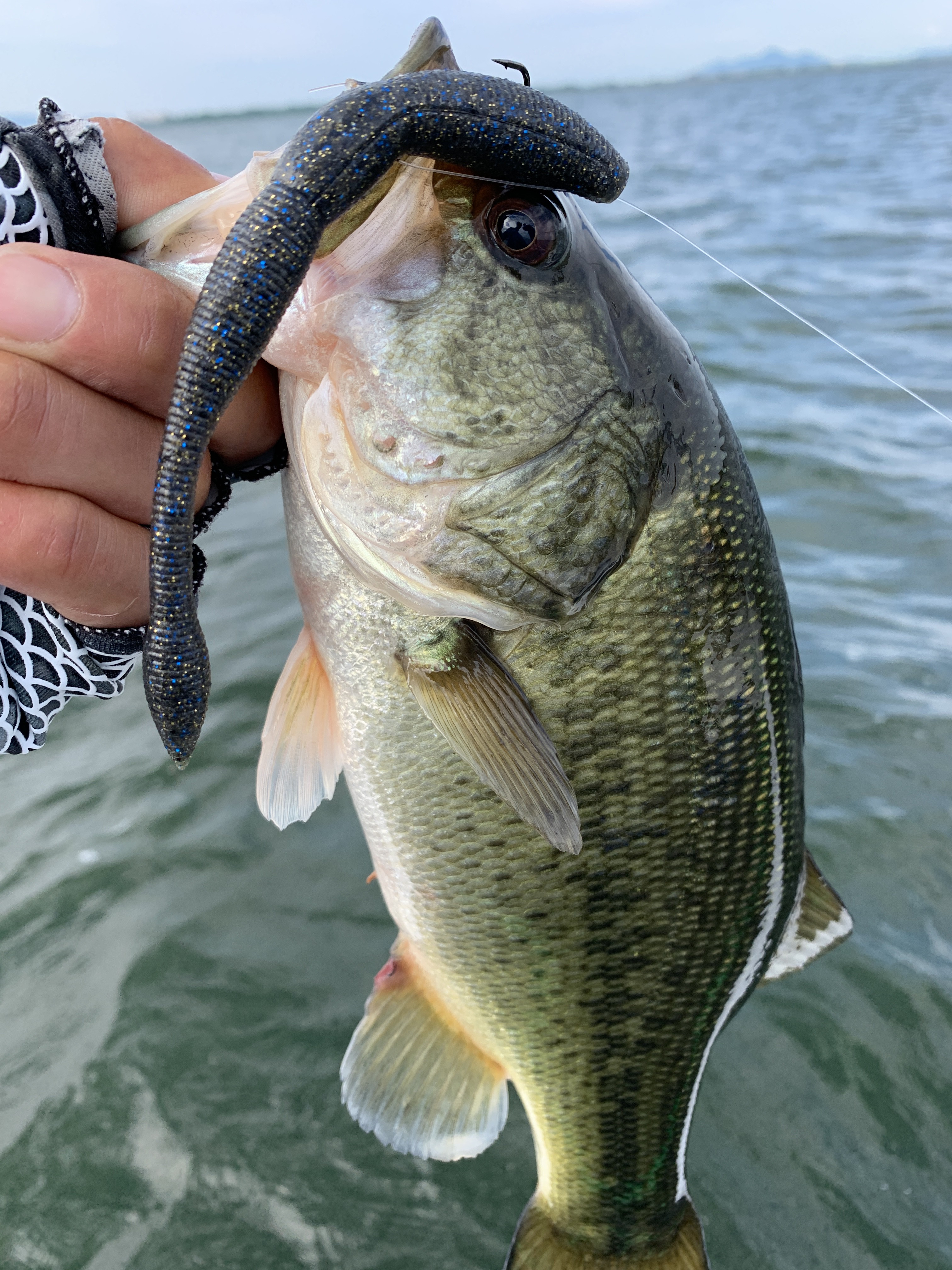 983C0A85-622F-44D2-8238-36F865930AE3