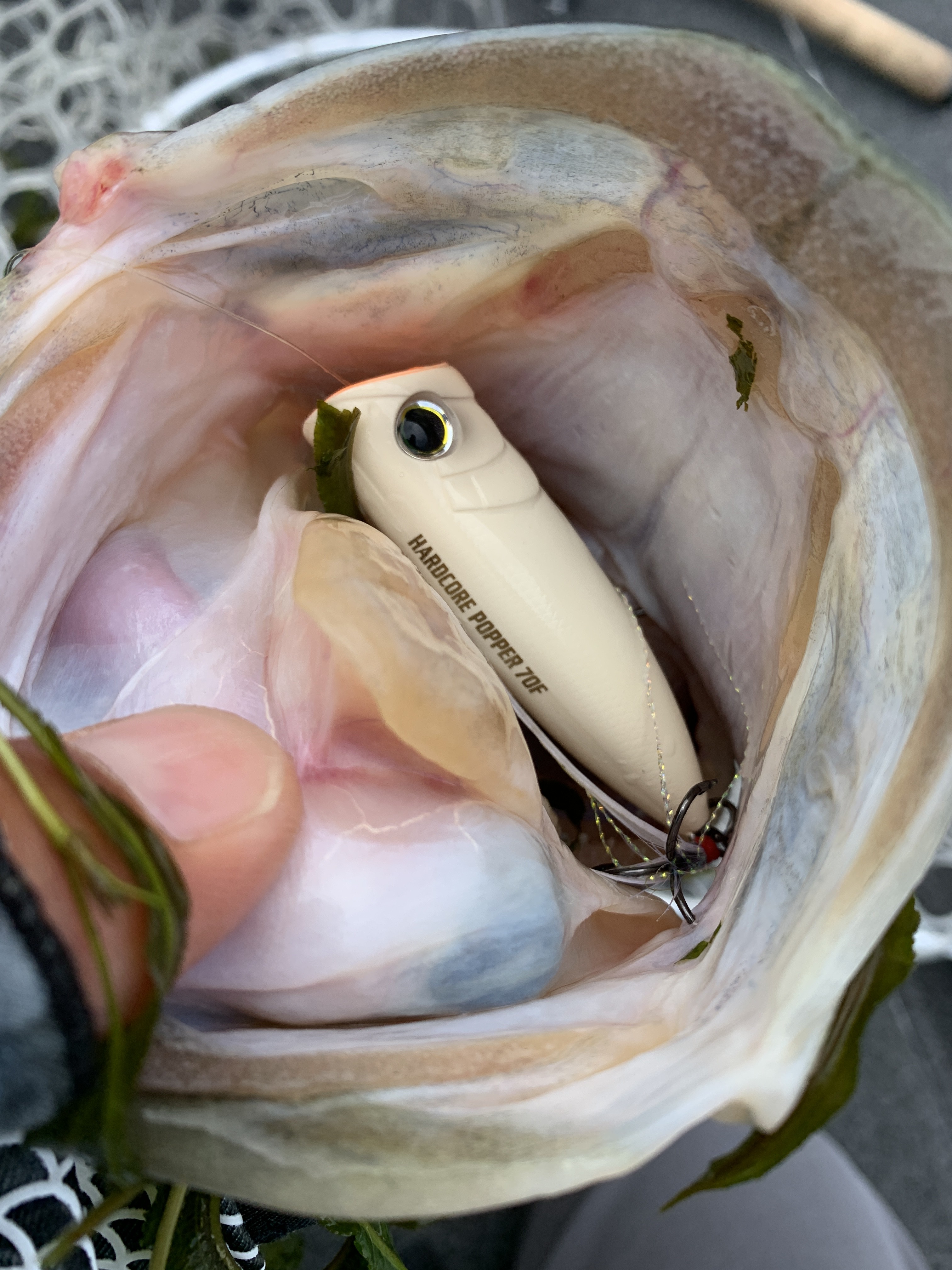 E61F28A3-34F2-4E90-85E0-74191E94B821