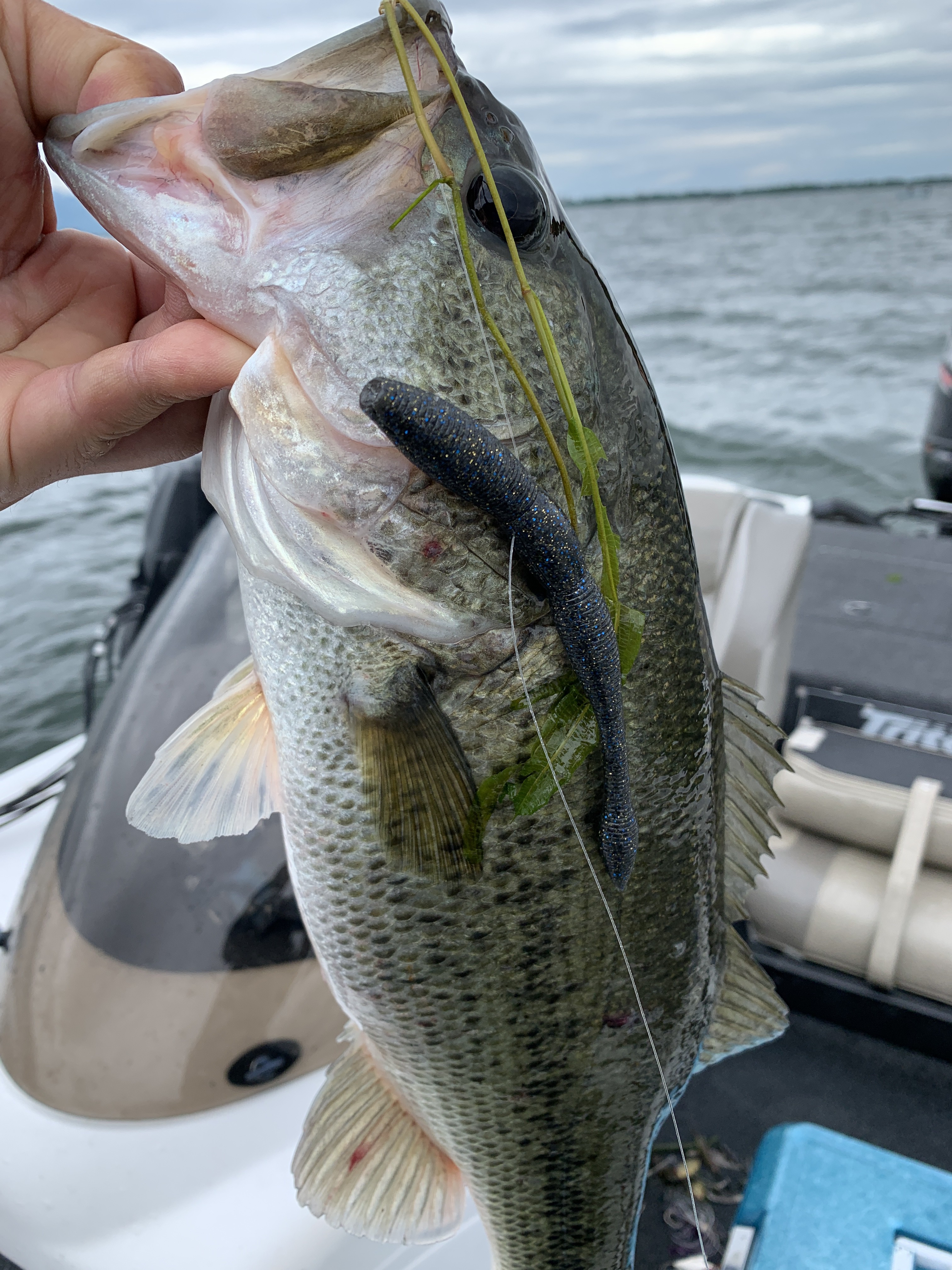 441B3914-C035-41EC-A44A-EC4E022AB75D