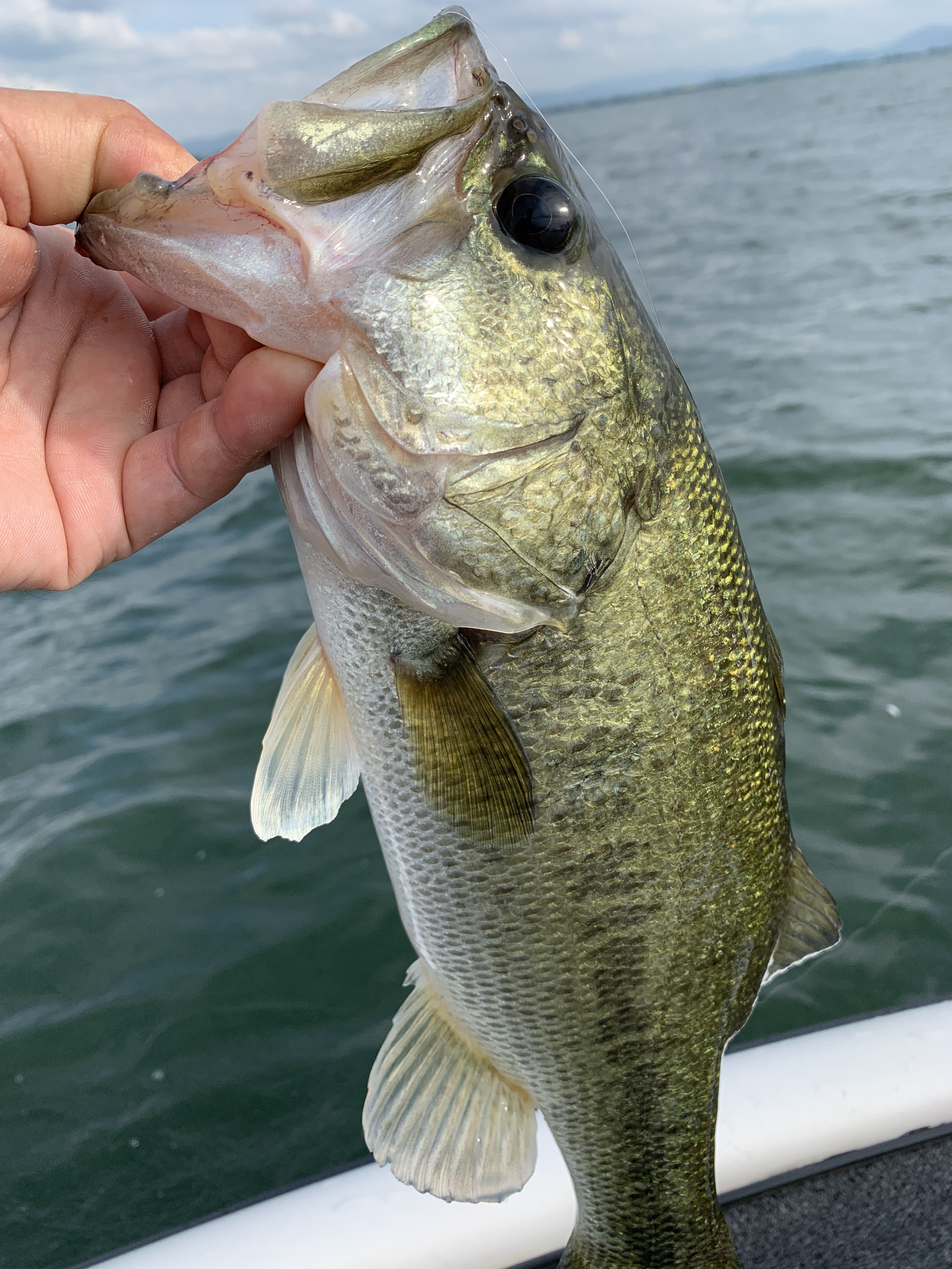 4BFEA993-79BB-40DA-BD9E-37E1BA5E8E45