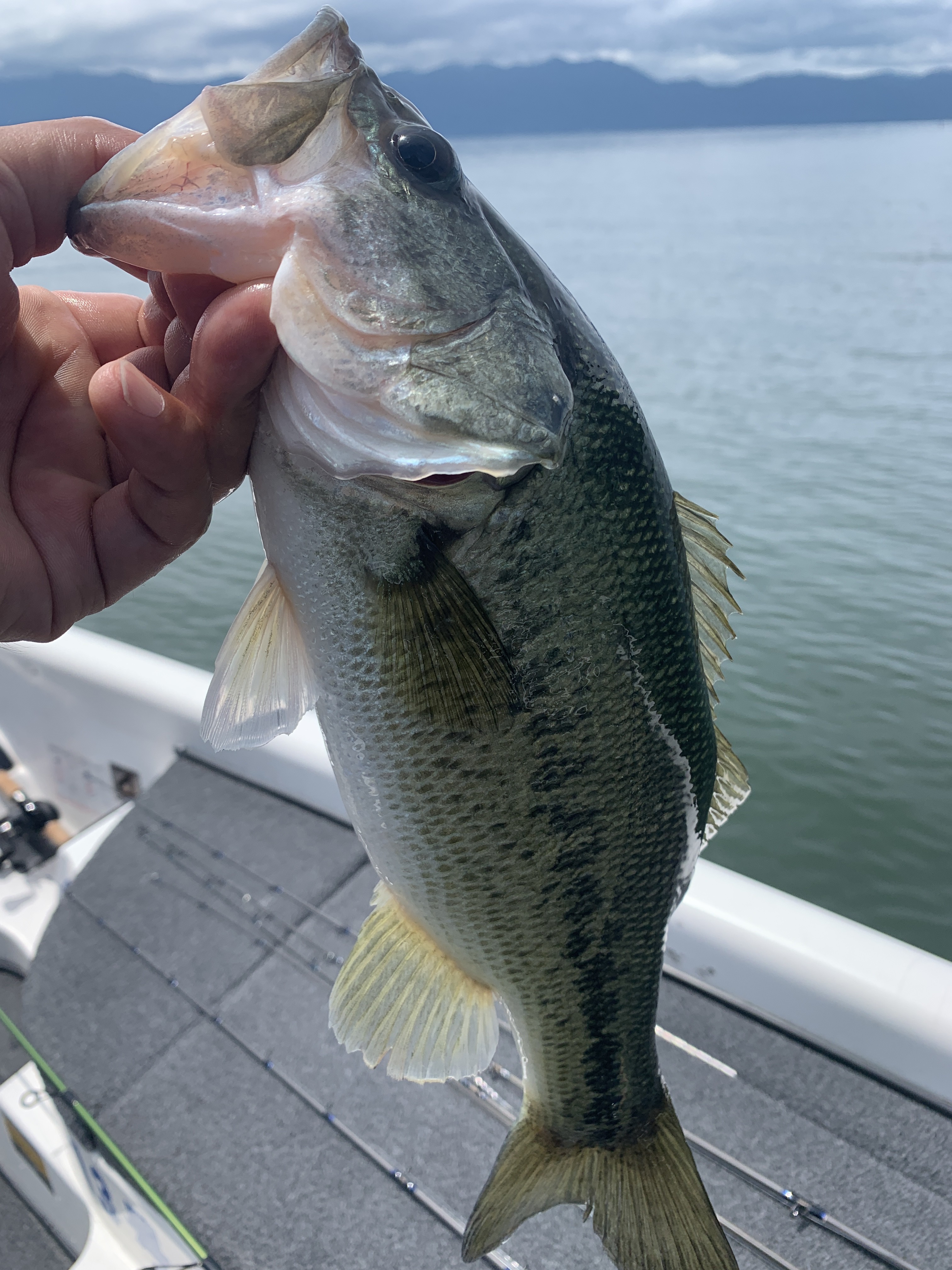 66CB8BF7-5914-474A-BD52-71E255950D70