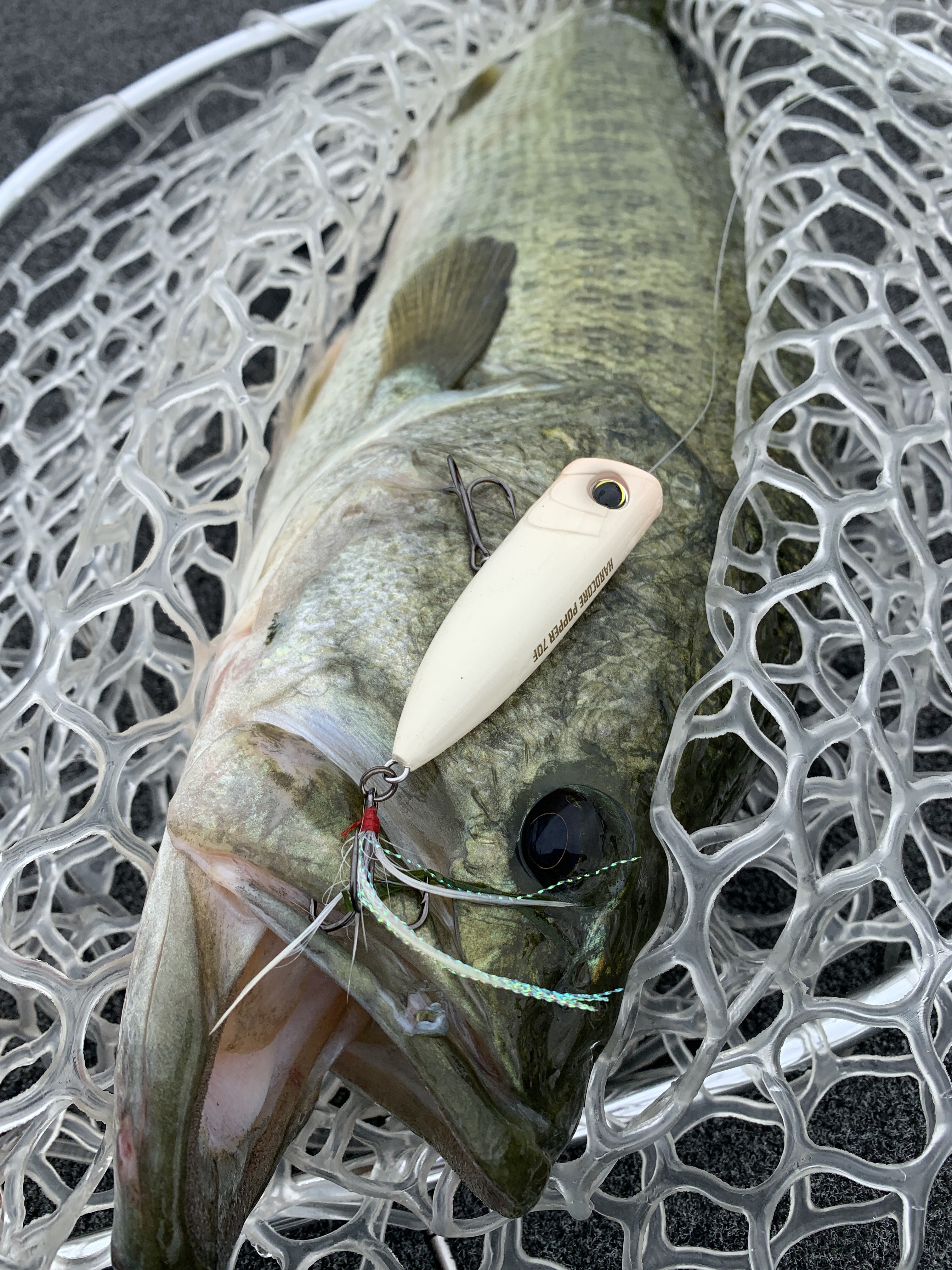 81966E2A-54F9-4C88-8D3D-49741E386010