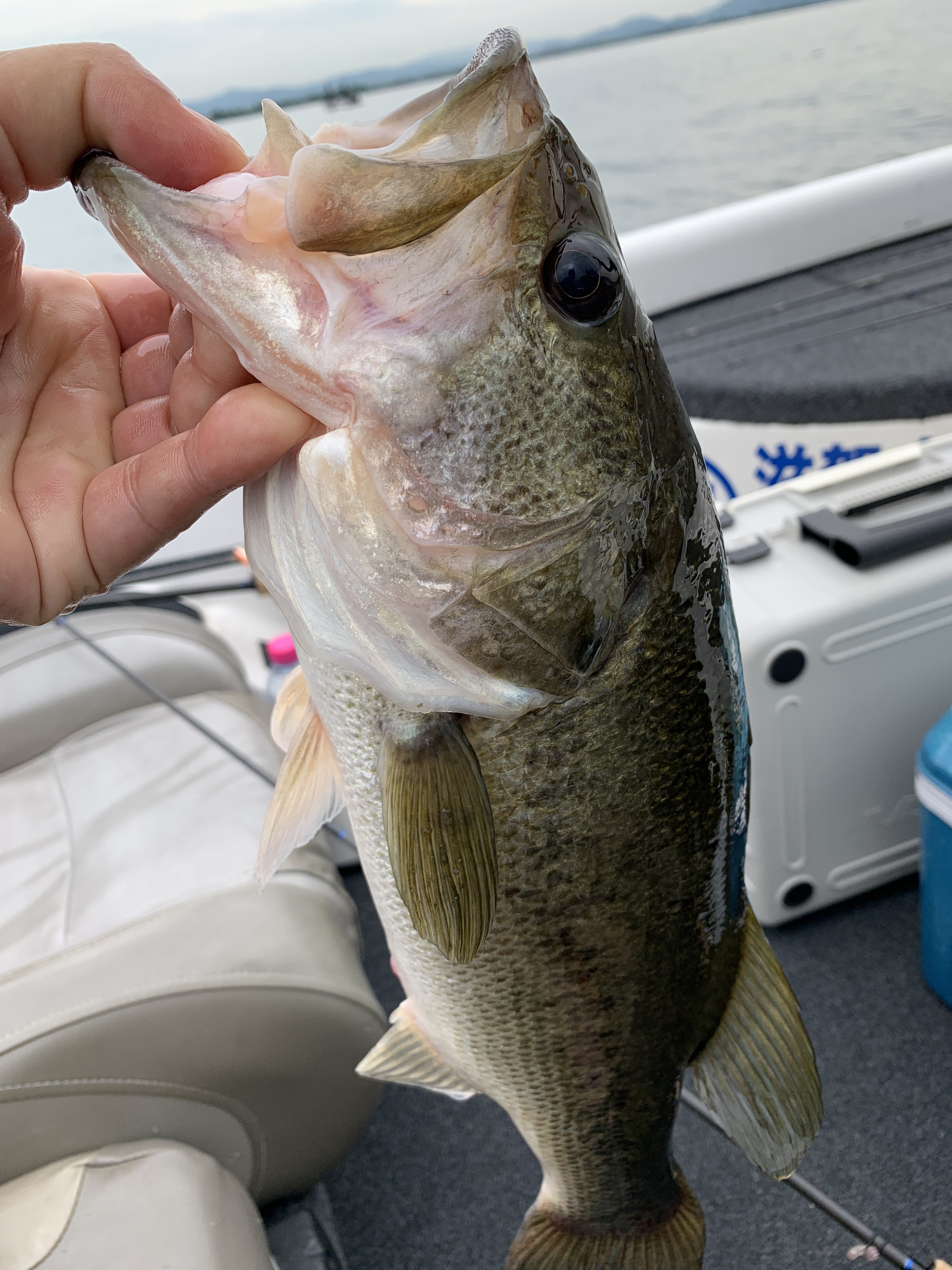 A85D2F82-6782-446A-AF23-9BA1ED0505A2