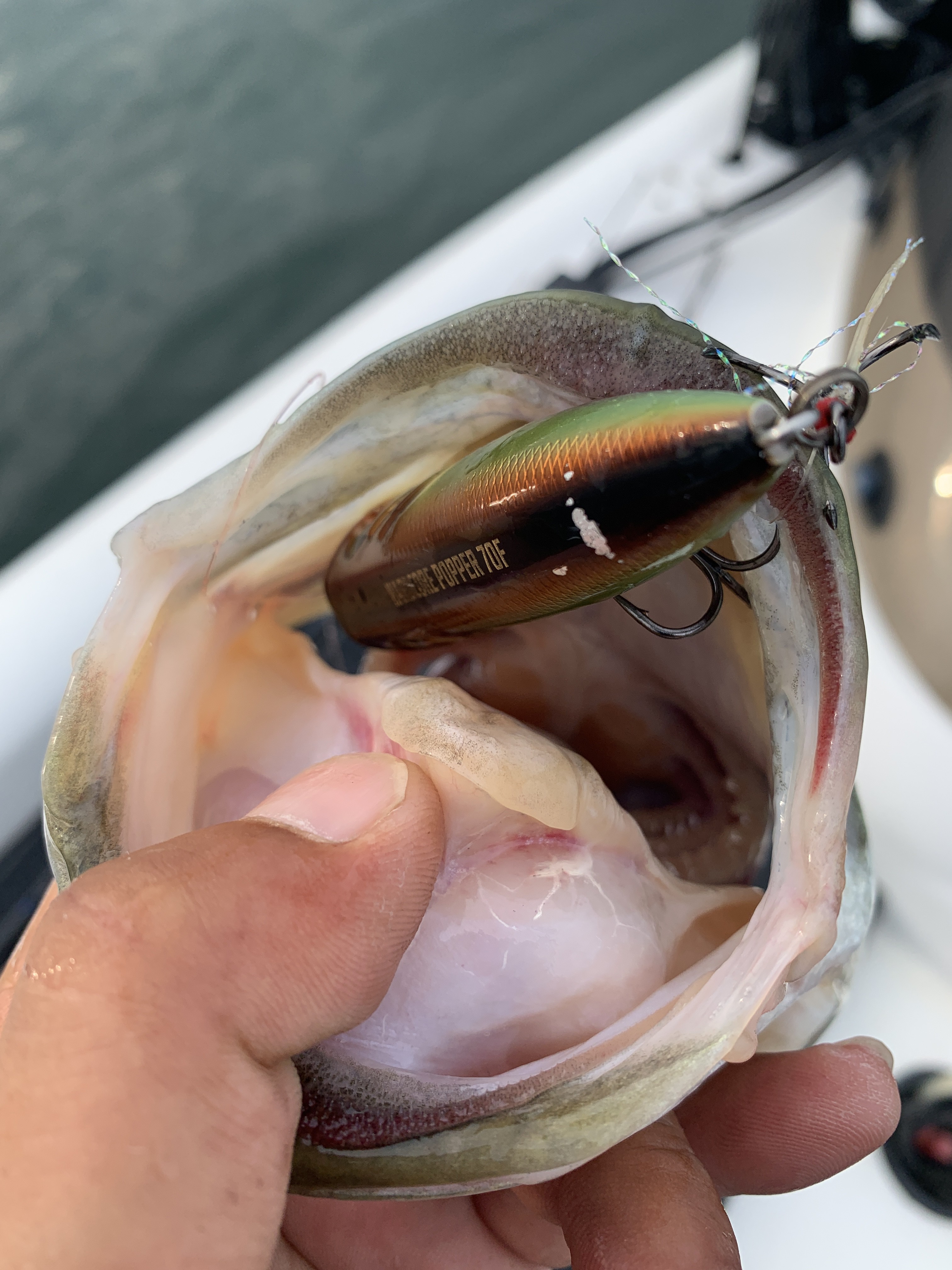 F86BD568-D009-4506-9E6C-ED2BEF12A39E