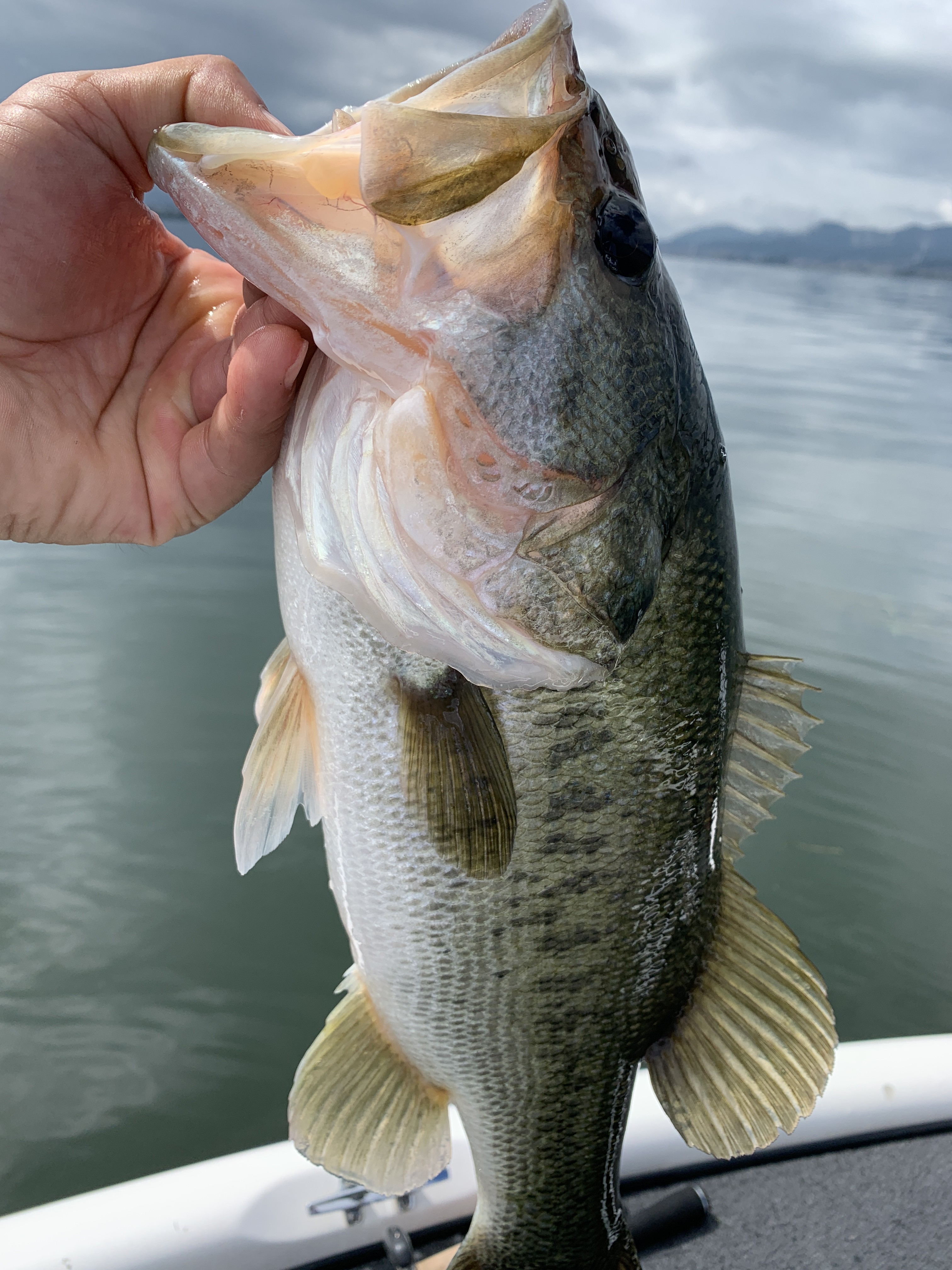 0CE1F716-1D76-4770-9B15-D031AB78C518