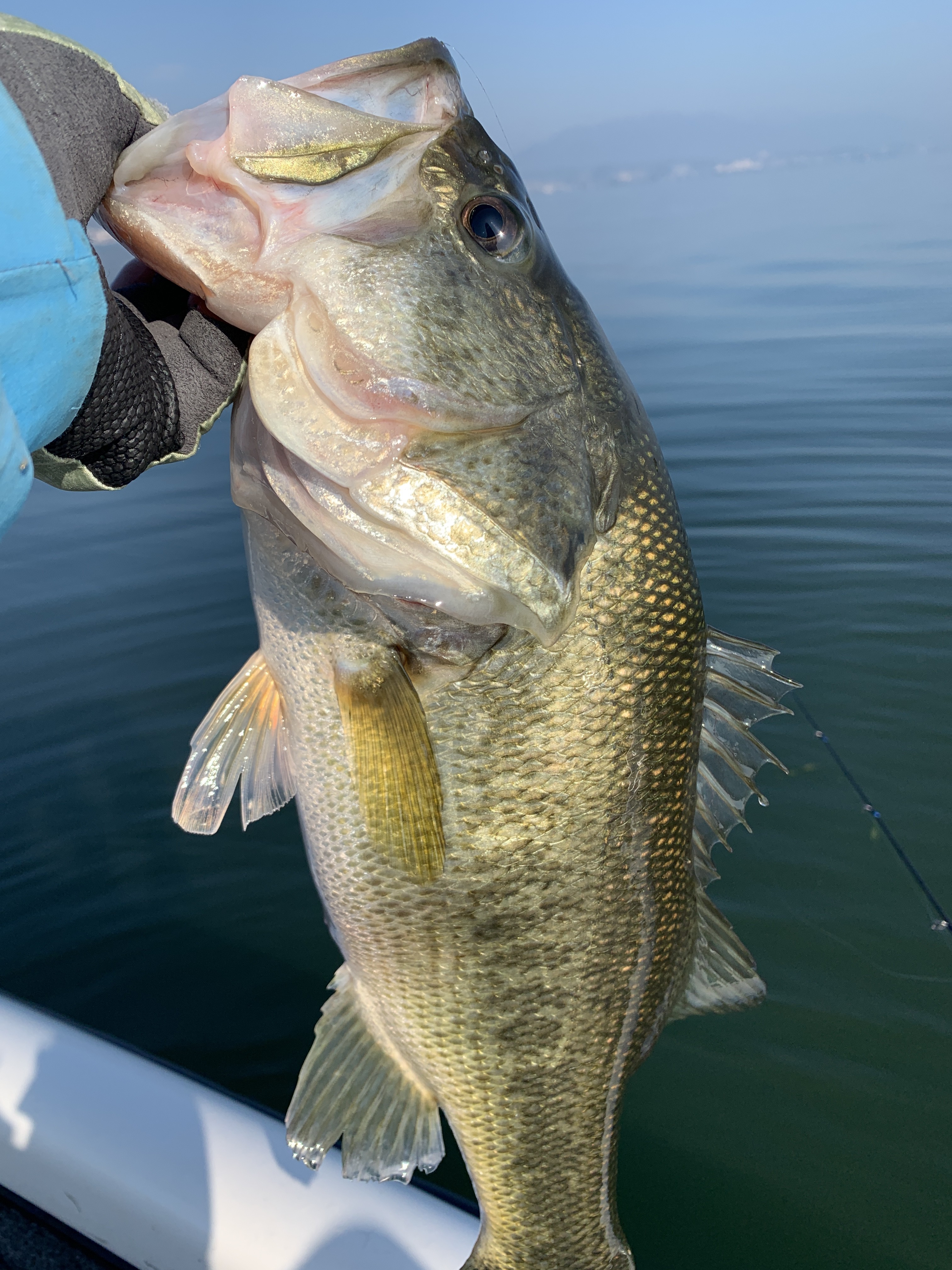 A1D5E9AE-1D15-48C6-96AE-33238C7D1903