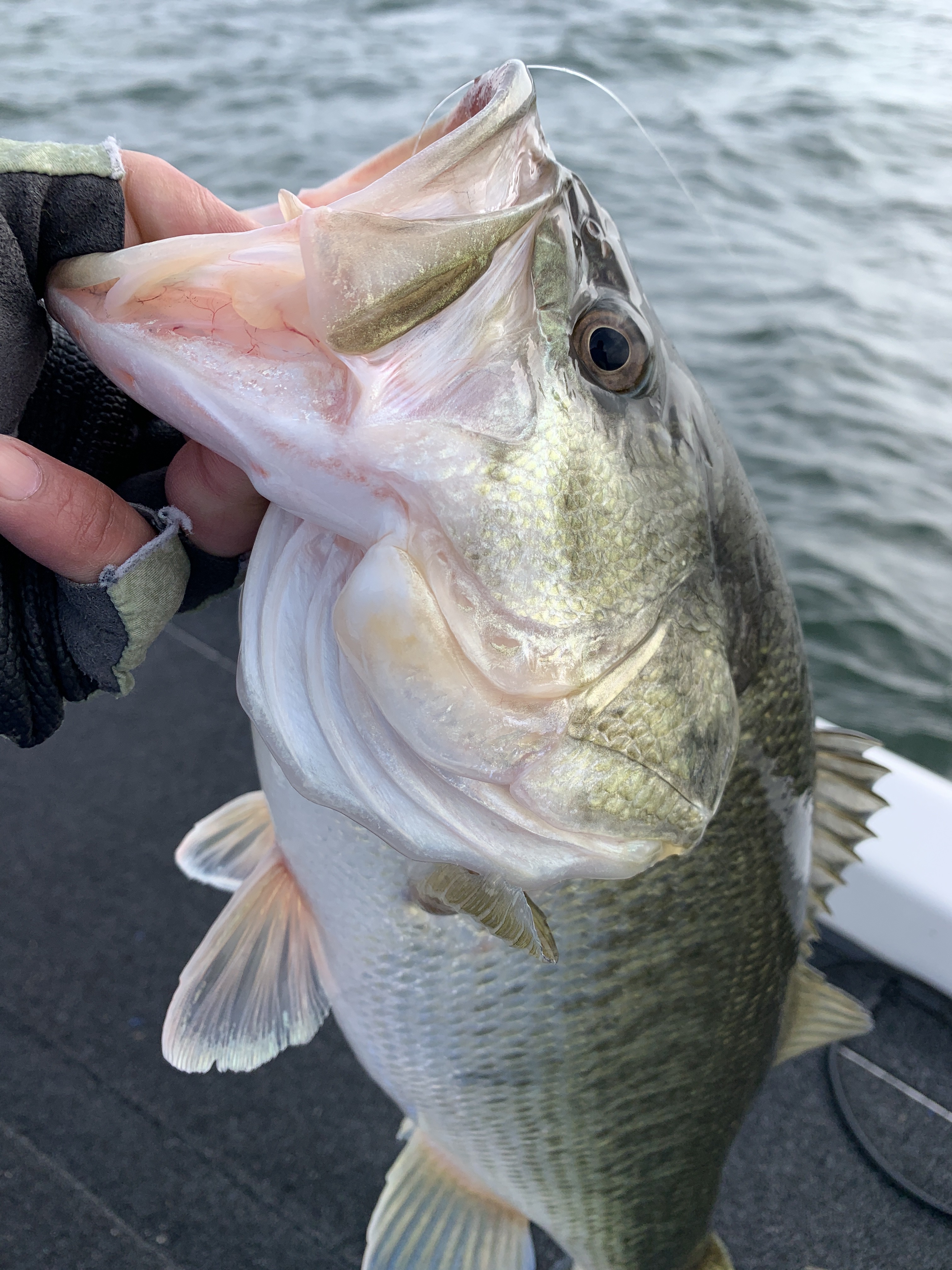 4FF65E30-81F2-4E5D-A523-9E4FBEFD9F9E