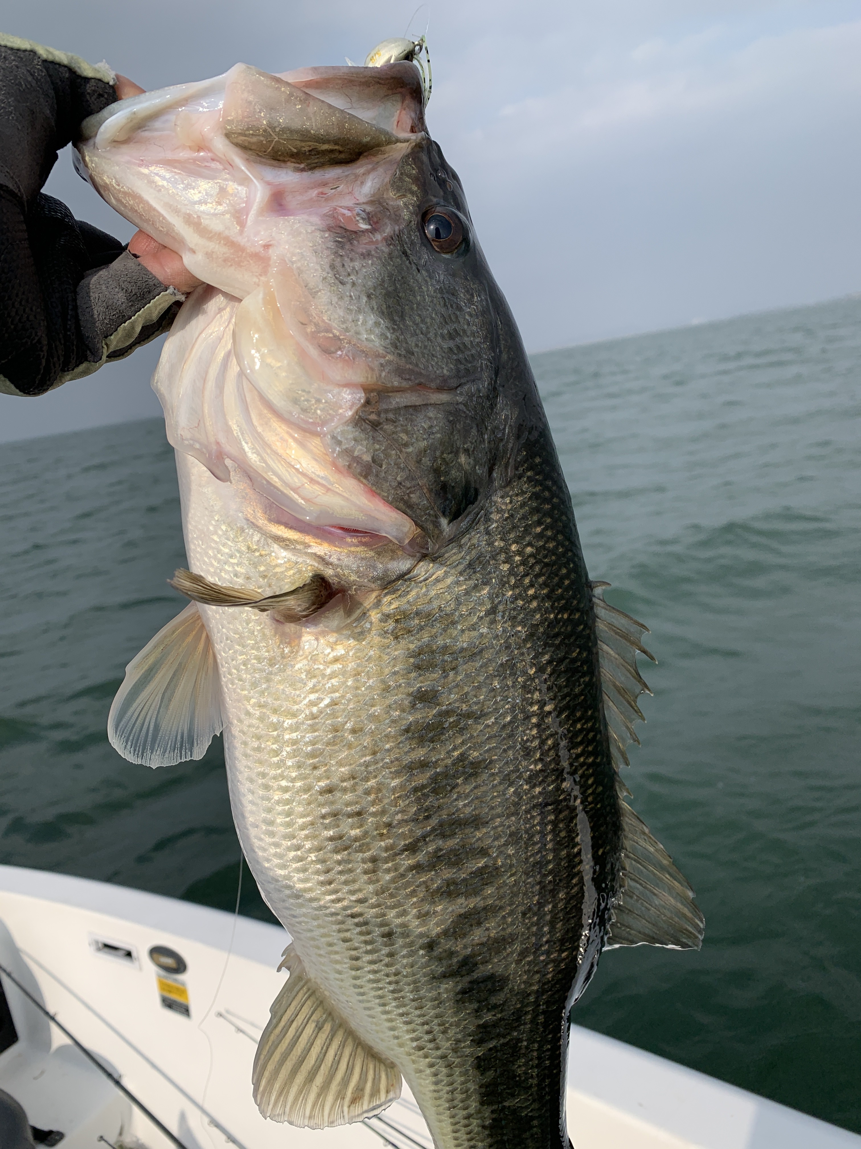 6969FC50-2989-417F-9F9A-189A22EC3980