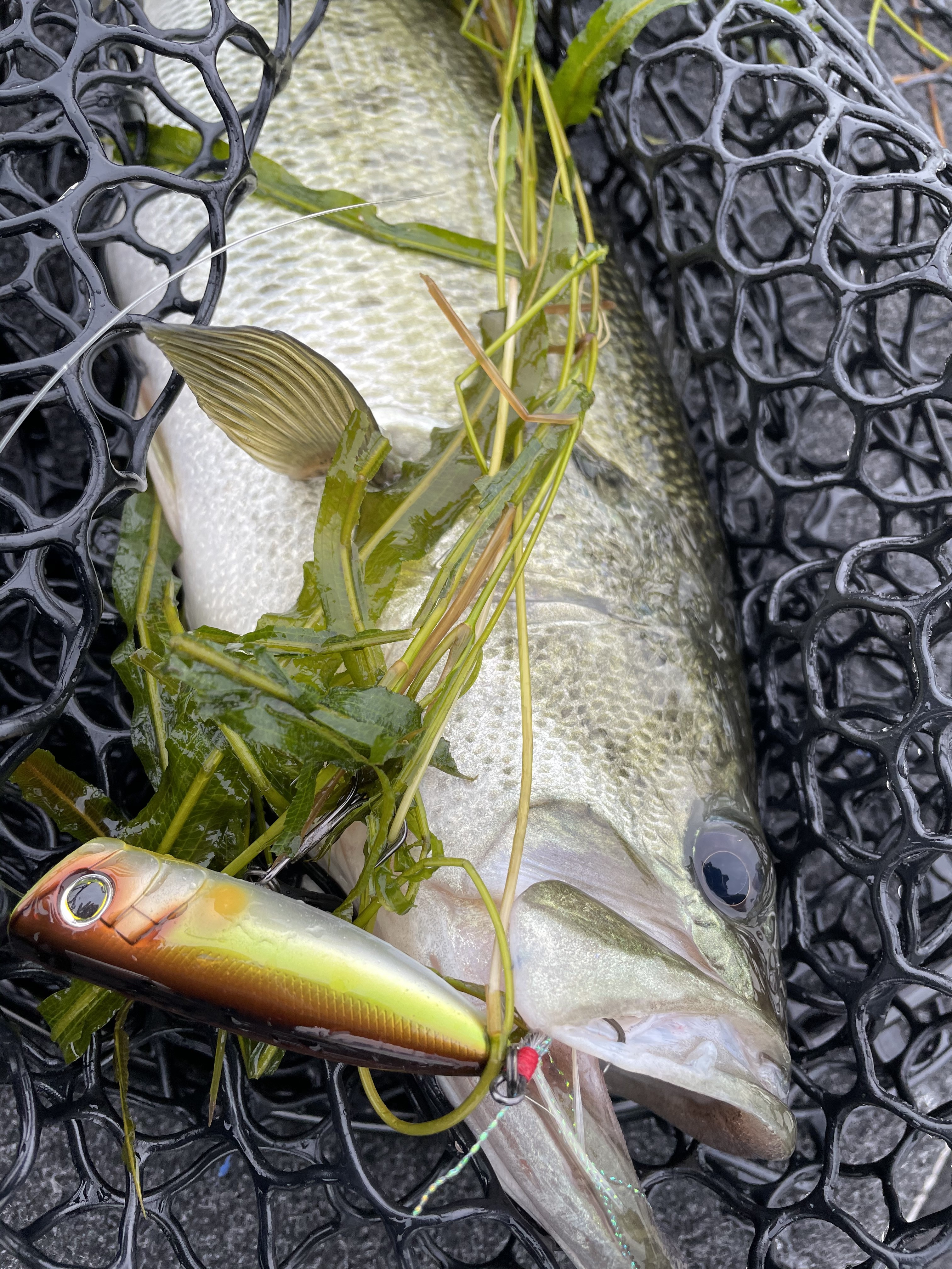 52E99902-5515-4764-9FE3-9C54D67DB078