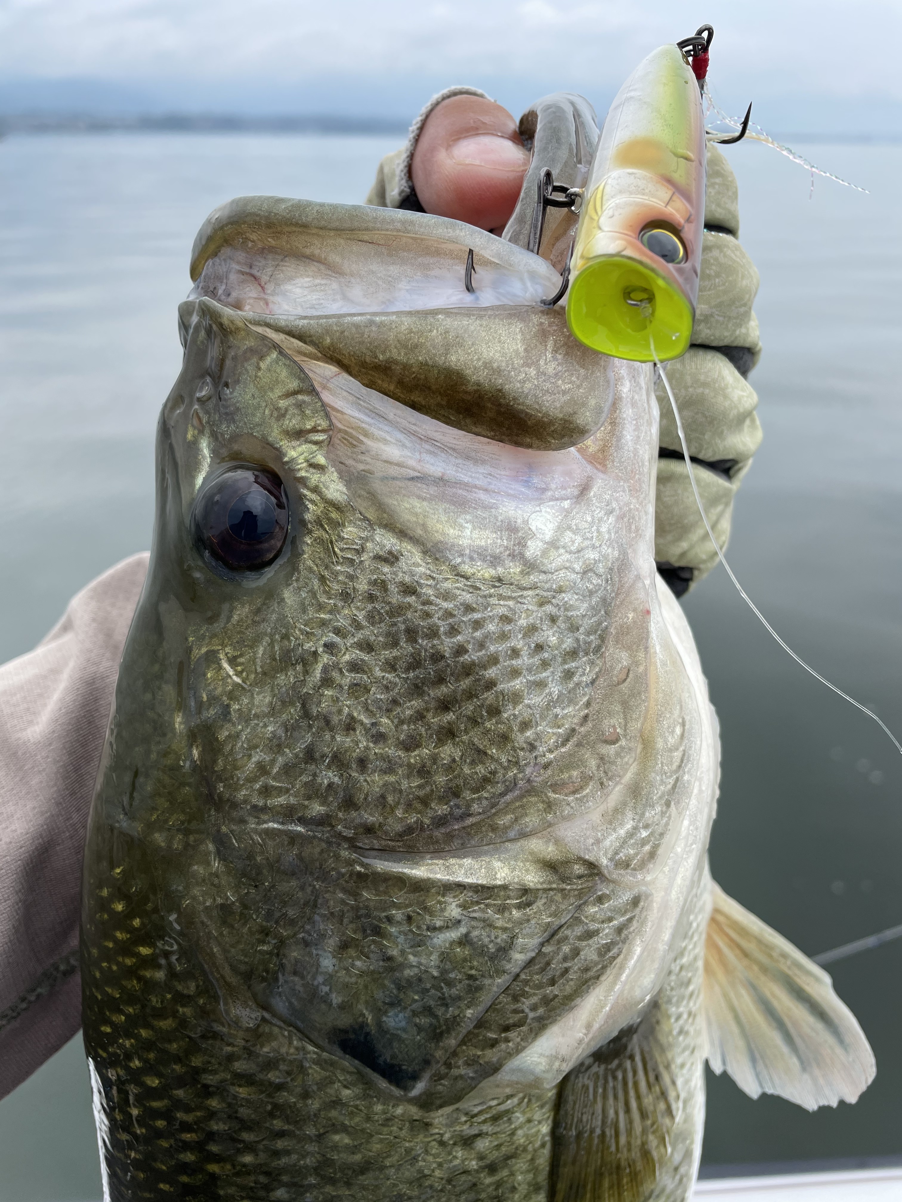 546F8826-C2D5-429A-9DEC-3C88F0F41062