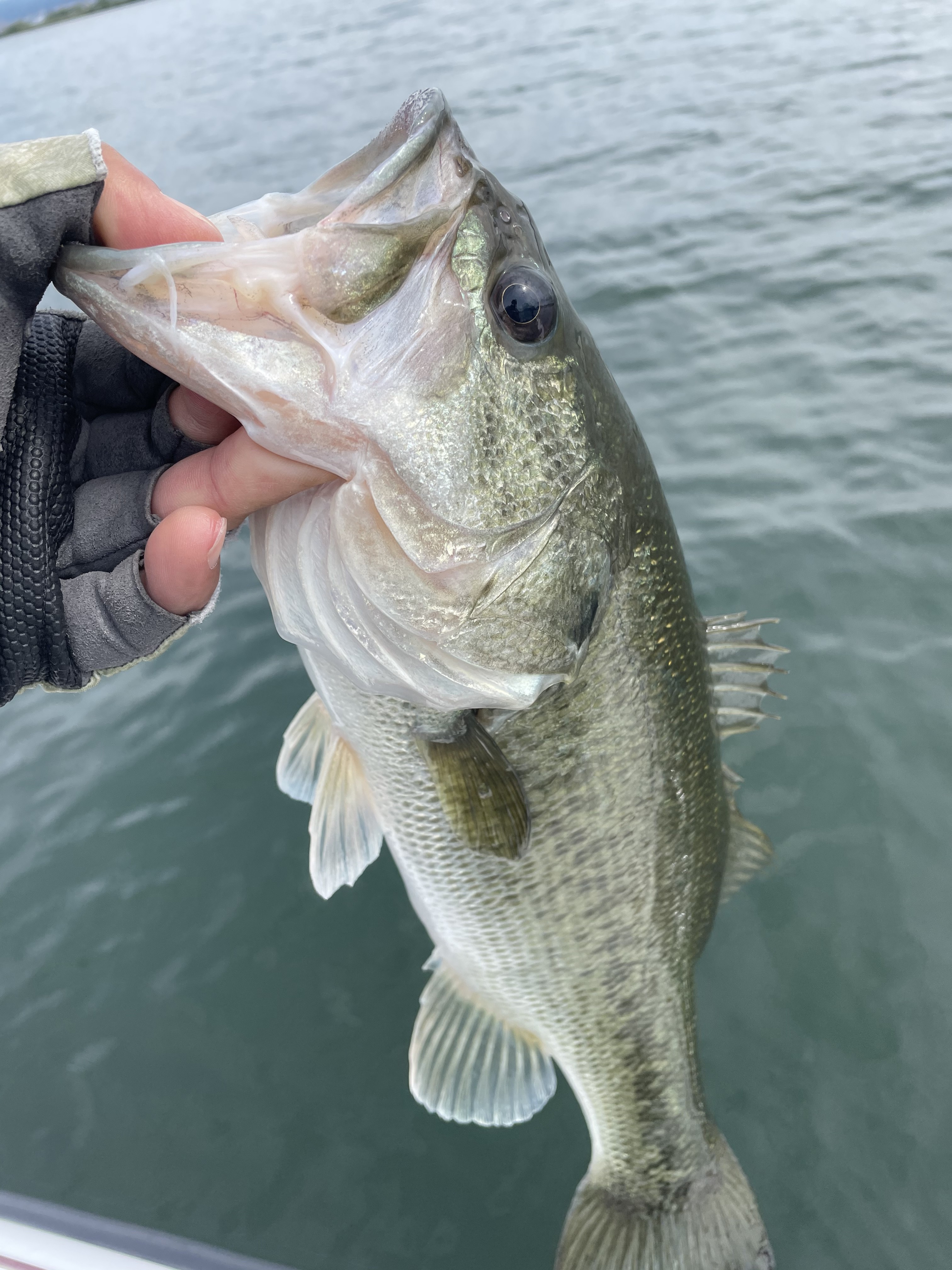 61F1D9EE-7456-49CD-9B82-ADDB8843DB3B