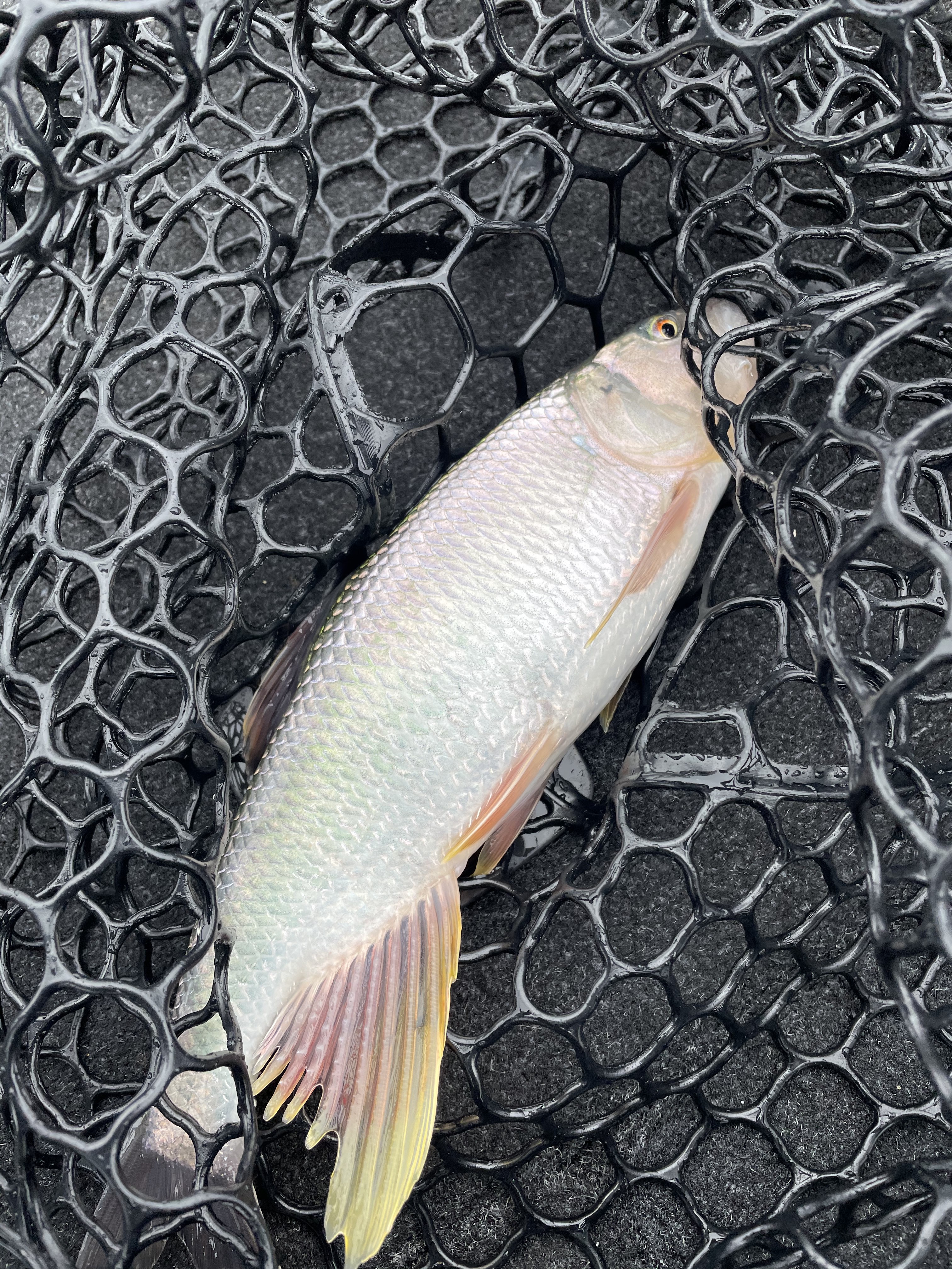 7DA0C620-43DC-4DFD-8B46-BF1D35FFB390