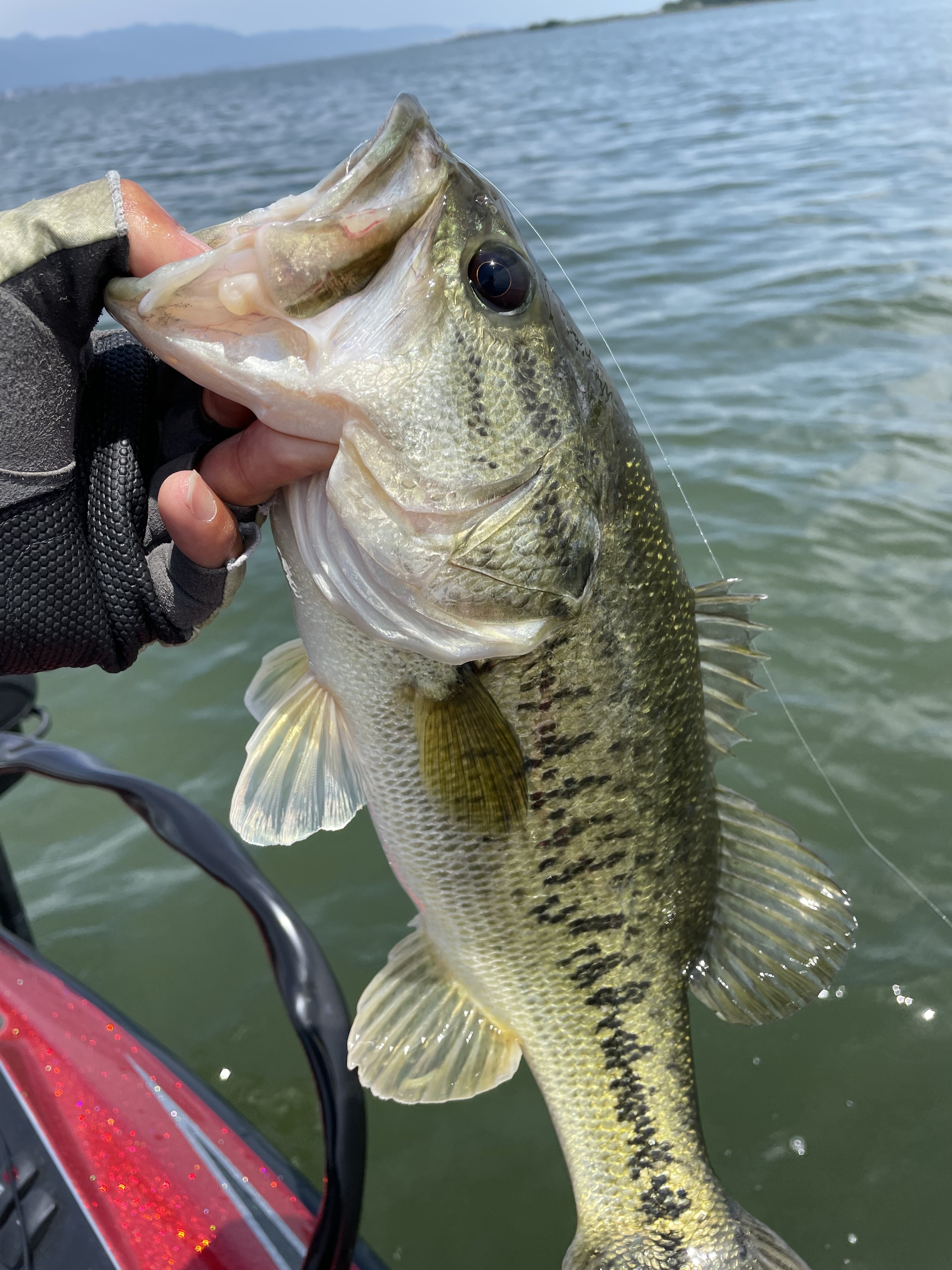 81E0BD81-0000-482F-97C8-20C379E354DE