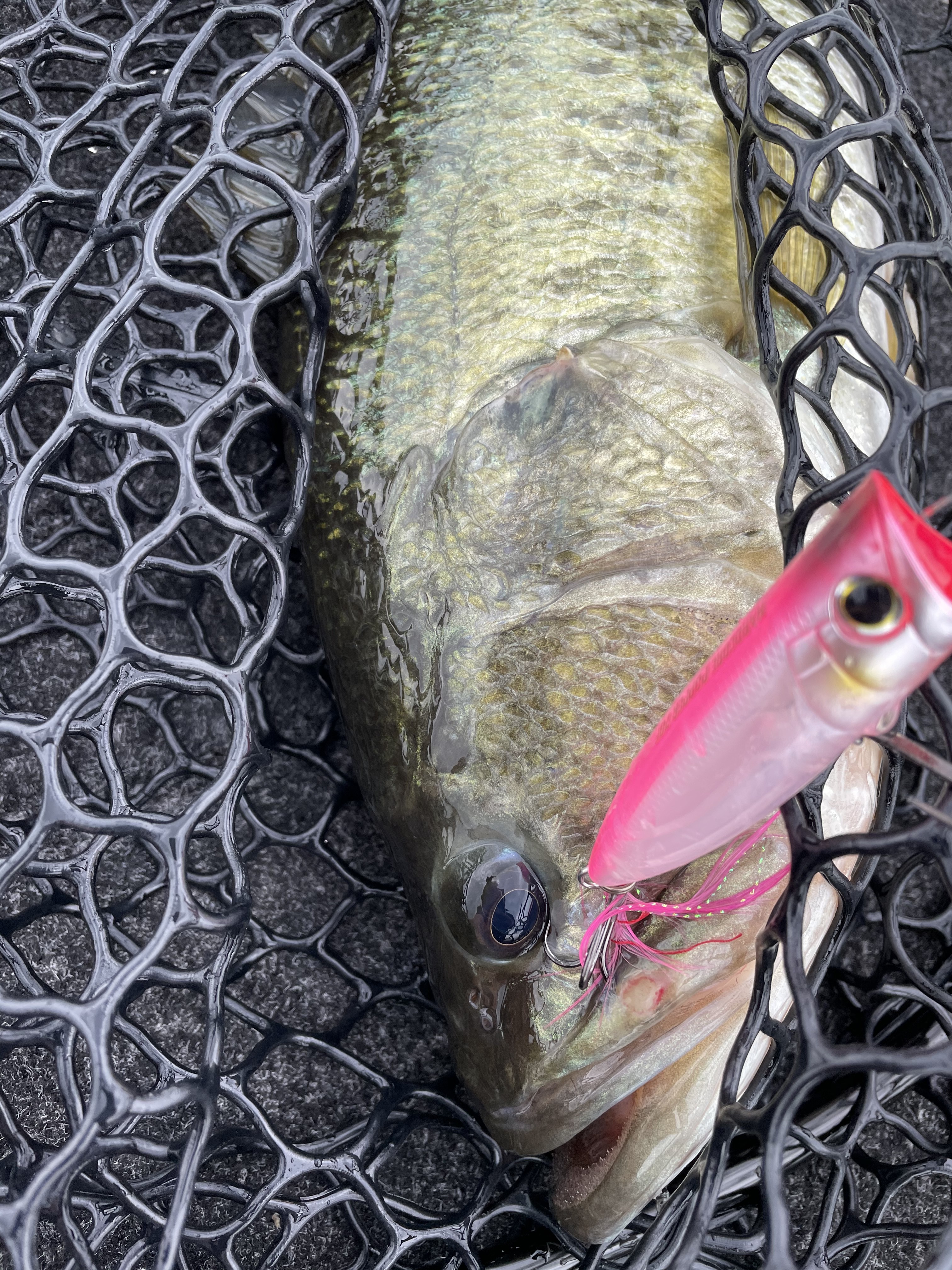 BAE722FB-F006-4661-82C6-CA95D5116BE9