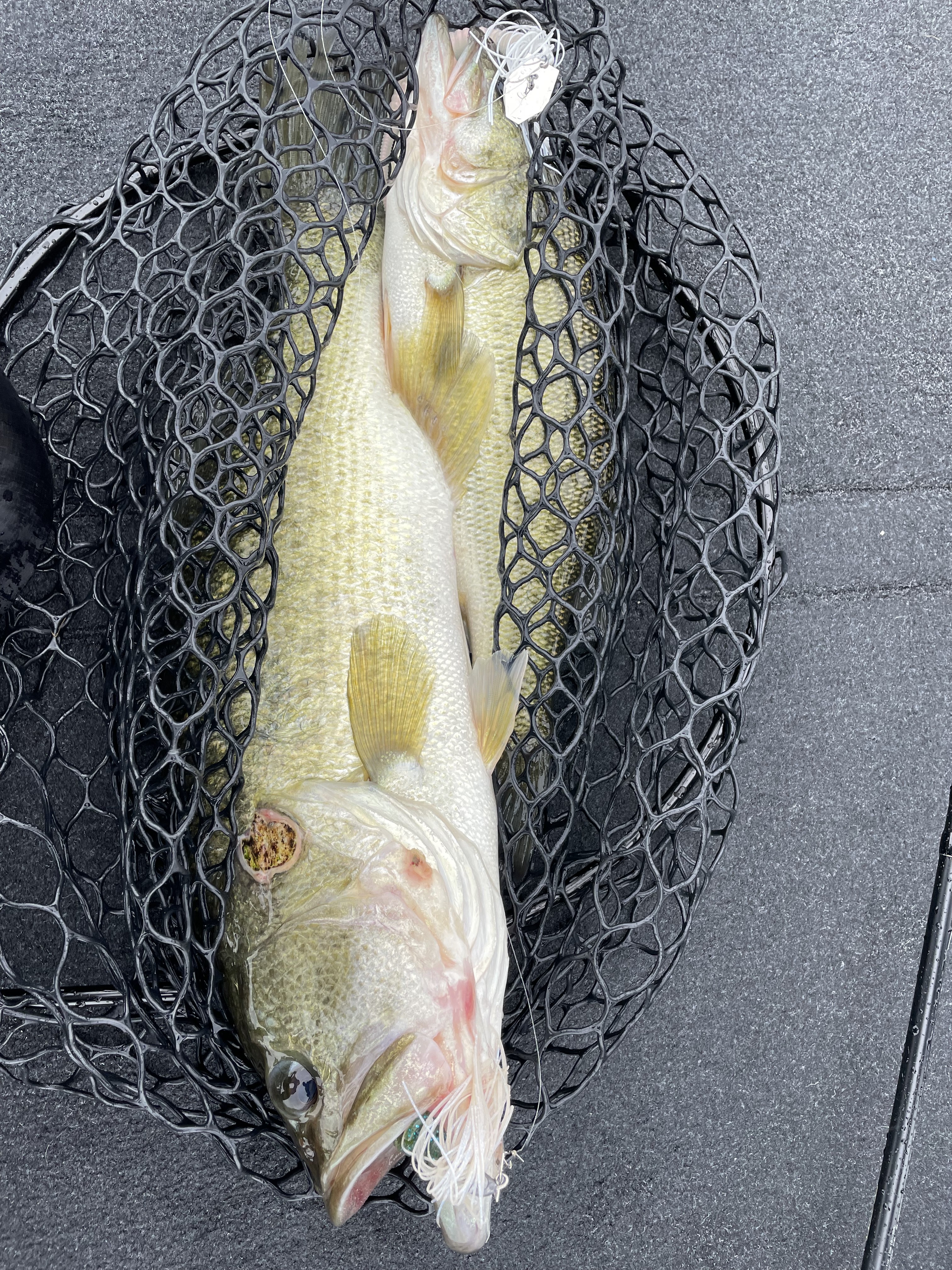 BF2E9E13-148E-4D58-8E34-C1C7CAC60D2C