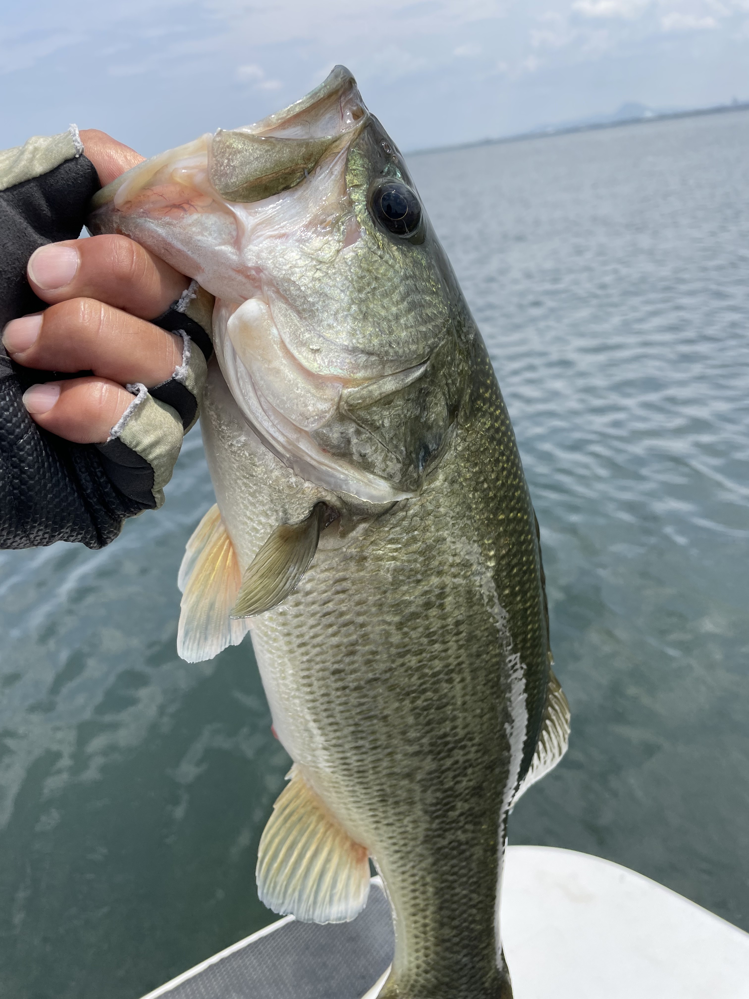 A98C14FA-3B32-46ED-B0BD-D91B0EA056F0