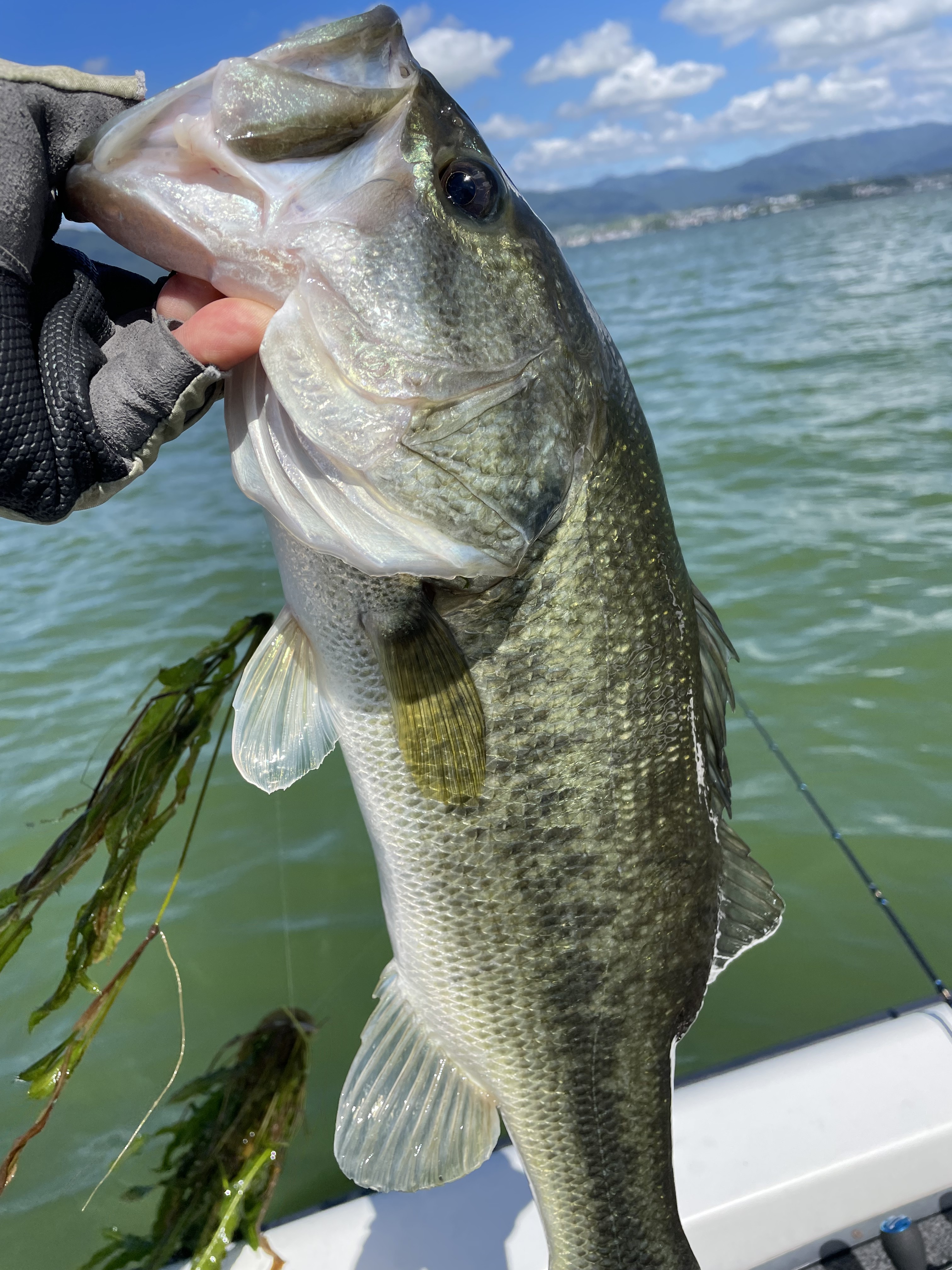 BC431336-3765-4AFA-AC56-EEB64C62BC75