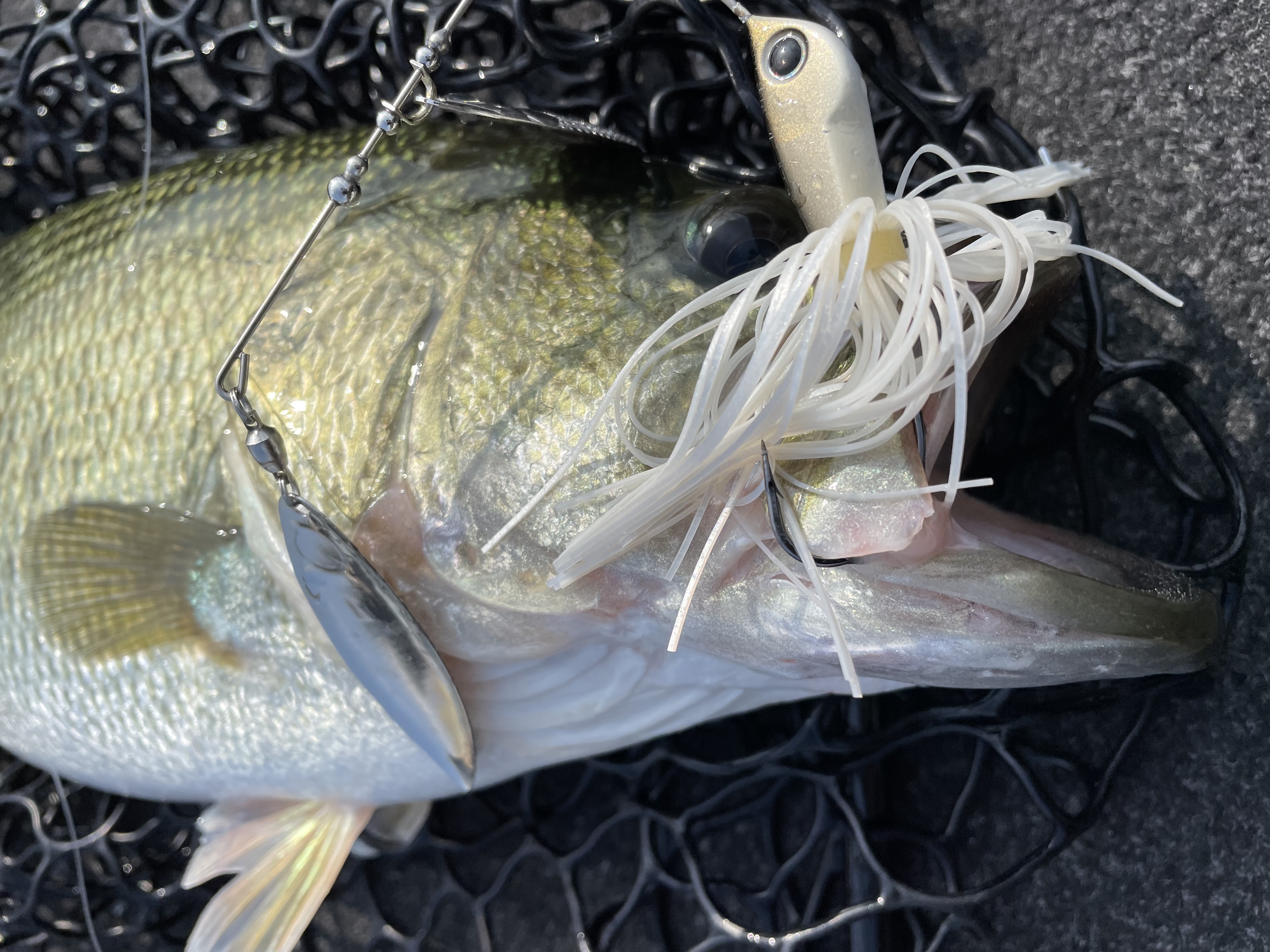 AA1E15A1-6764-4B3D-BE98-CEDFA1CCE469