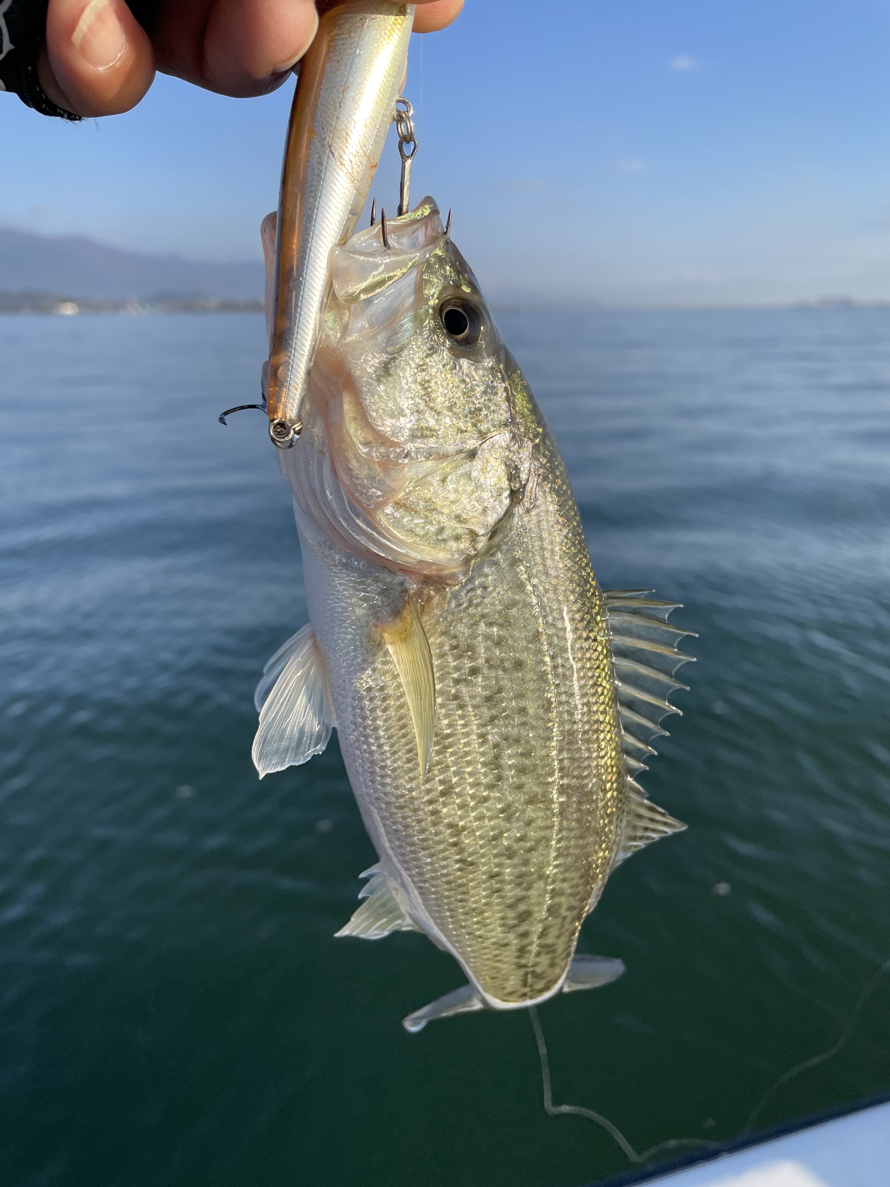 2150AE1D-5FE2-45C2-BCDF-11AA610FA77F